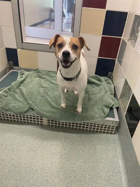 Shadow - Beagle