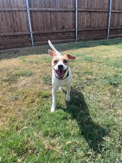 Shadow - Beagle