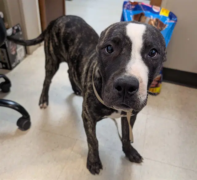 Jason - Plott Hound