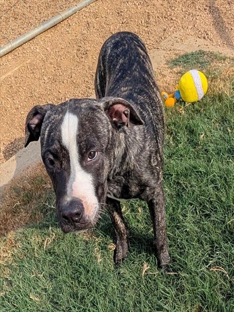 JASON, a dog for adoption from Plano Animal Shelter