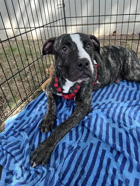 Jason - Plott Hound