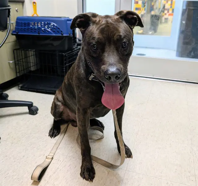 Chocolate - Pit Bull Terrier