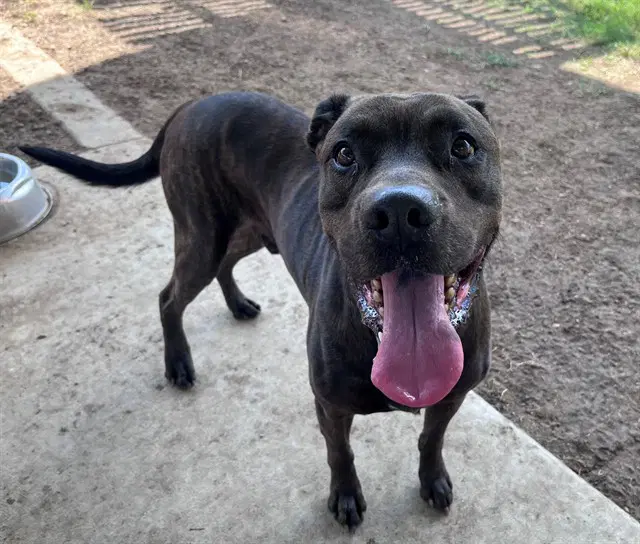 Chocolate - Pit Bull Terrier