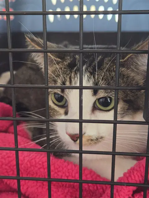 Pepper - Domestic Short Hair