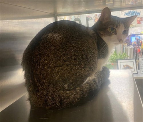 PEPPER, a cat for adoption from Plano Animal Shelter