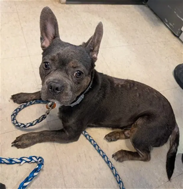 Drako - French Bulldog