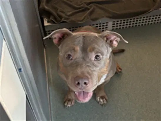 Jasmine - Pit Bull Terrier
