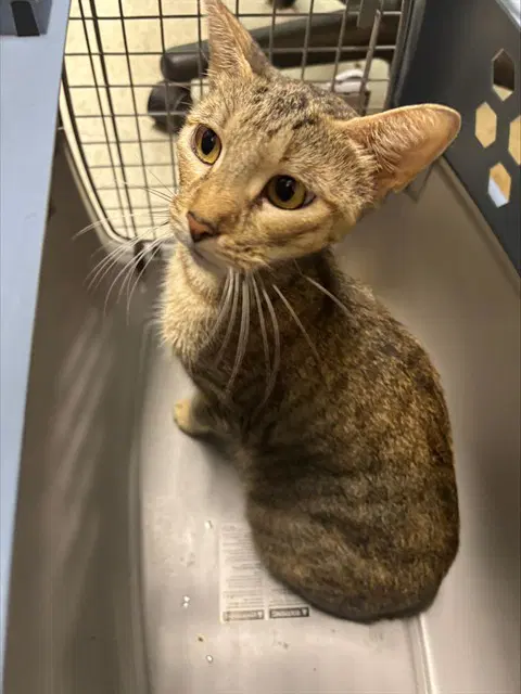 Unknown - Domestic Short Hair