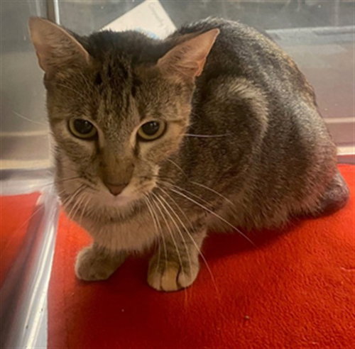 KRISSY, a cat for adoption from Plano Animal Shelter