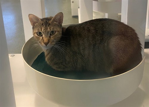 Krissy, Domestic Short Hair / Mixed (medium coat)