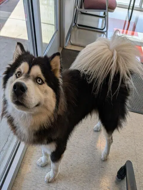 Unknown - Alaskan Malamute
