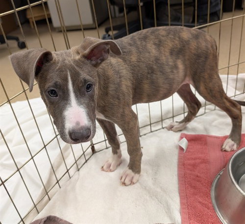 GABE, a dog for adoption from Plano Animal Shelter