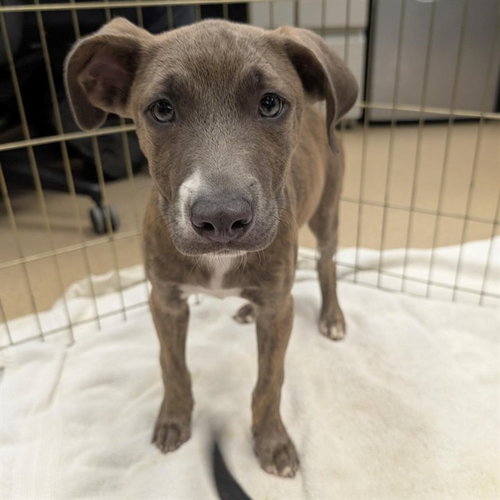 KRAMER, a dog for adoption from Plano Animal Shelter