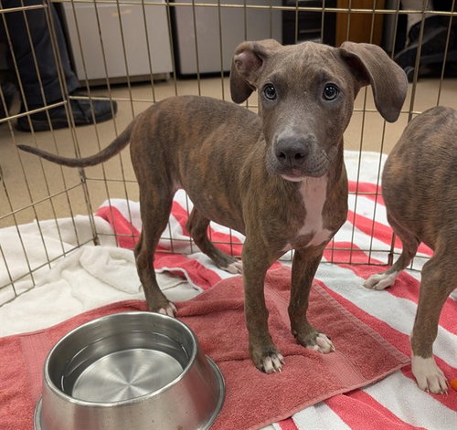 PUTTY, a dog for adoption from Plano Animal Shelter