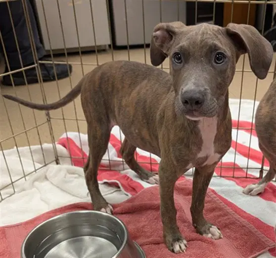 Putty - Pit Bull Terrier