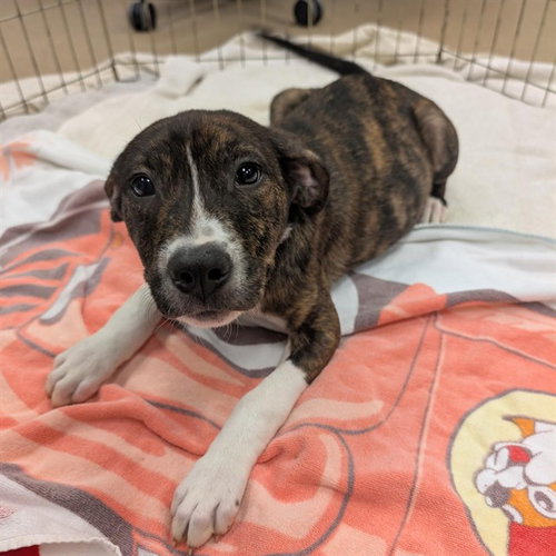 JONAH, a dog for adoption from Plano Animal Shelter