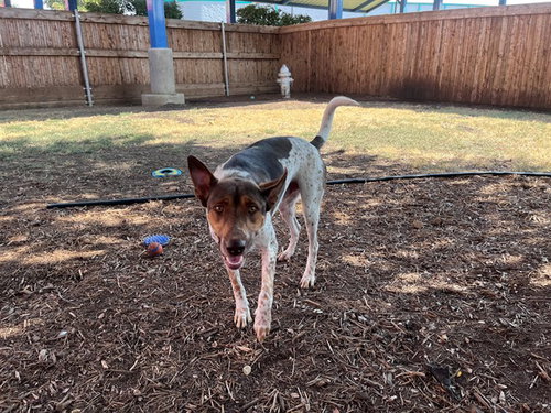 RANGER, a dog for adoption from Plano Animal Shelter