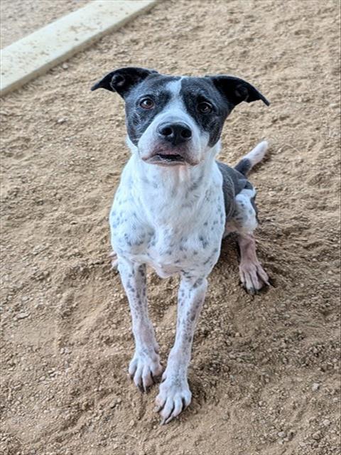 JEREMIAH, a dog for adoption from Plano Animal Shelter