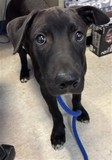 FREDDY, a dog for adoption from Plano Animal Shelter