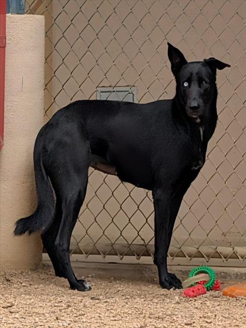 CASSIE, a dog for adoption from Plano Animal Shelter