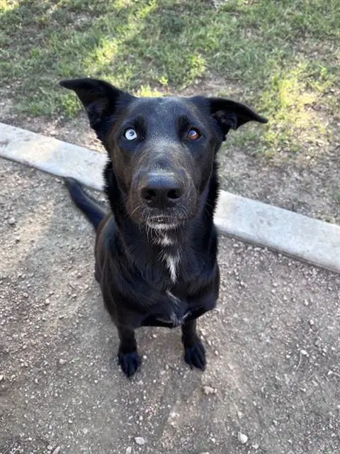 Cassie - German Shepherd Dog