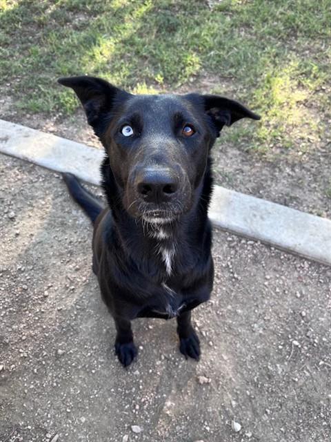 Cassie, German Shepherd Dog / Mixed (medium coat)