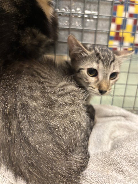 SOPHIE, a cat for adoption from Plano Animal Shelter