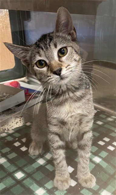 Sophie, Domestic Short Hair / Mixed (medium coat)