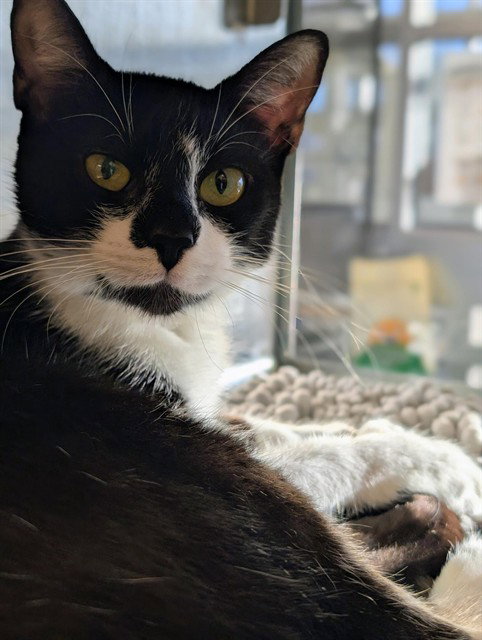 SAMANTHA, a cat for adoption from Plano Animal Shelter