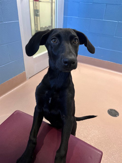 MOCHA, a dog for adoption from Plano Animal Shelter
