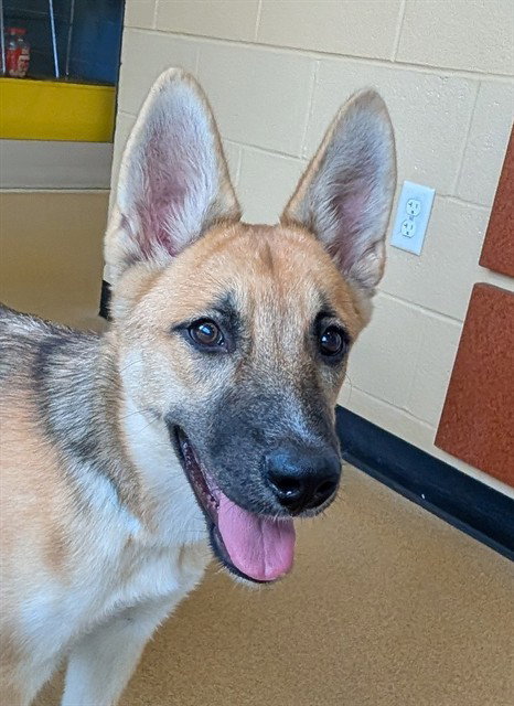 HARPER, a dog for adoption from Plano Animal Shelter