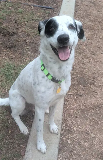 Patches - Pointer