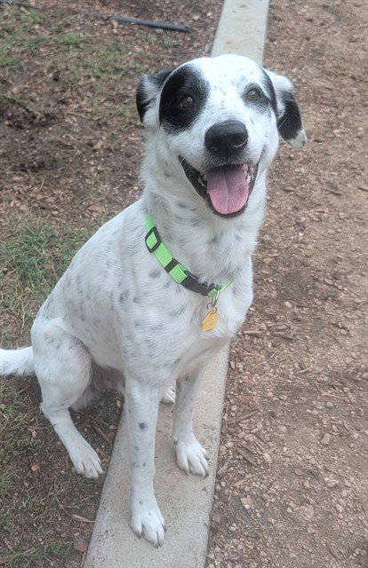 PATCHES, a dog for adoption from Plano Animal Shelter