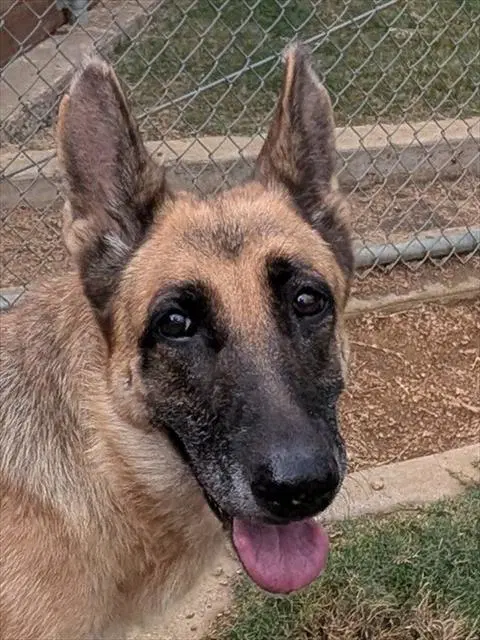 Eleanor - German Shepherd Dog