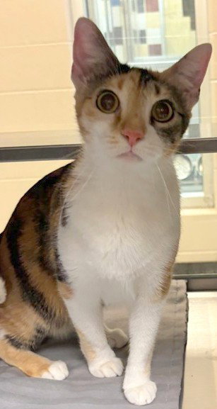 Elsa, Domestic Short Hair