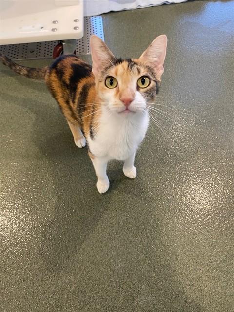 Elsa, Domestic Short Hair (medium coat)