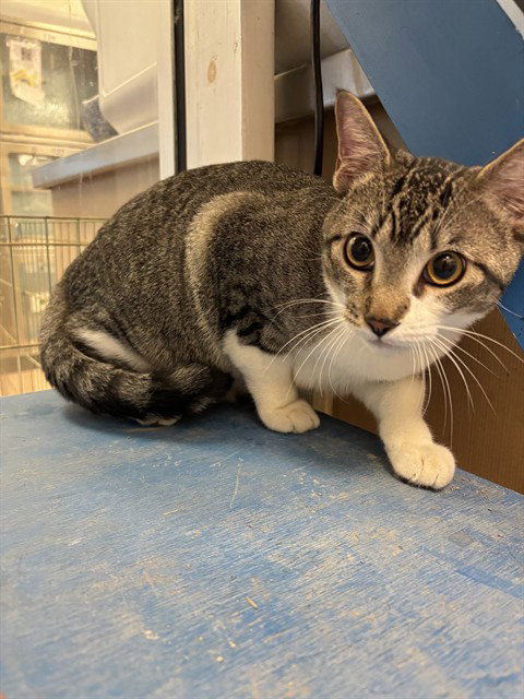 Milo, Domestic Short Hair