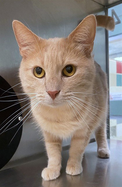 Dandi, Domestic Short Hair
