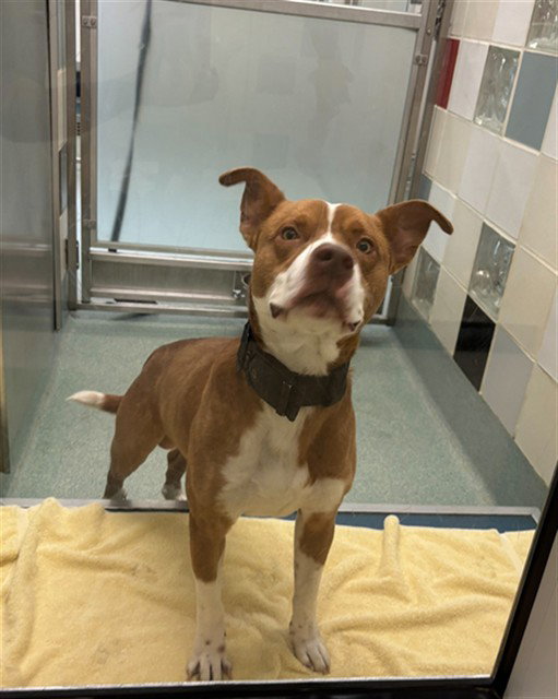 Petey, Pit Bull Terrier