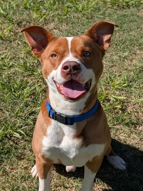 Petey - Pit Bull Terrier