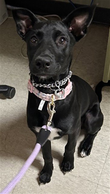 Gracie, Labrador Retriever