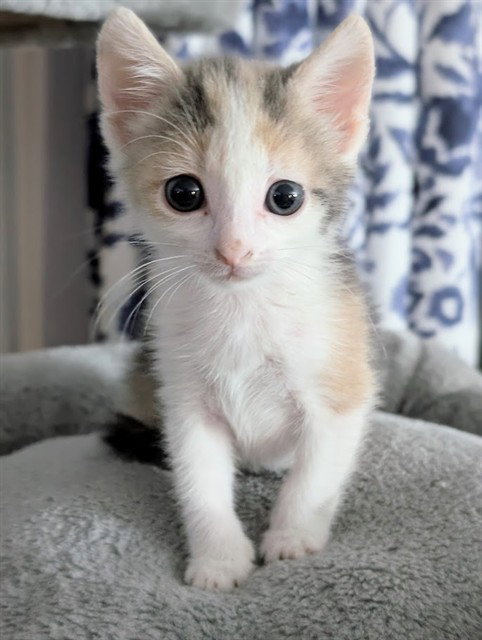 Clarice, Domestic Short Hair