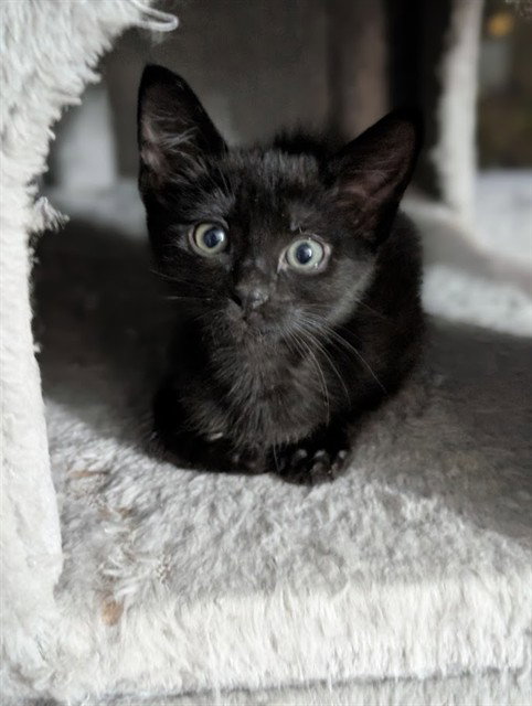 Josie, Domestic Short Hair
