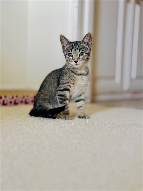 Whiskers, Domestic Short Hair