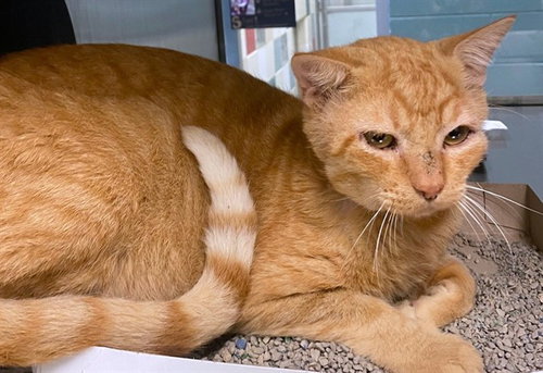ZUKO, a cat for adoption from Plano Animal Shelter