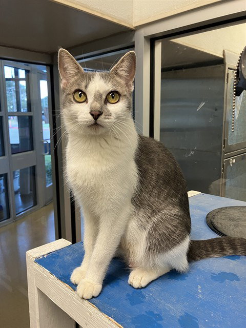 SMUDGE, a cat for adoption from Plano Animal Shelter