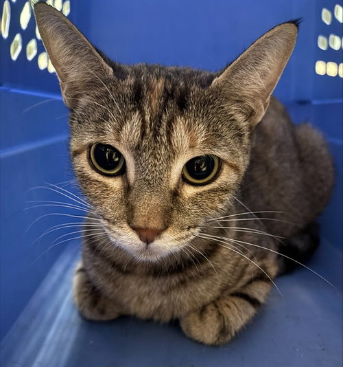 TABITHA, a cat for adoption from Plano Animal Shelter