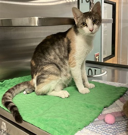 BISCUIT, a cat for adoption from Plano Animal Shelter