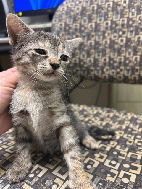 A220263, a cat for adoption from Plano Animal Shelter