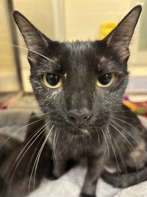 TWIX, a cat for adoption from Plano Animal Shelter